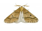 Mottled Umber male (Erannis defoliaria) IN002