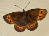 MU034 - Mountain Ringlet Butterfly painting in the Duart carriage