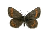 Mountain Ringlet (Erebia epiphron) IN001