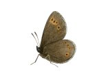 Mountain Ringlet (Erebia epiphron) IN002,