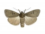 Mouse Moth (Amphipyra tragopoginis) IN001