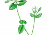 Mouse-eared chickweed (Cerastium fontanum) BT0262