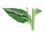 Mullein Moth Caterpillar (Cucullia verbasci) IN001