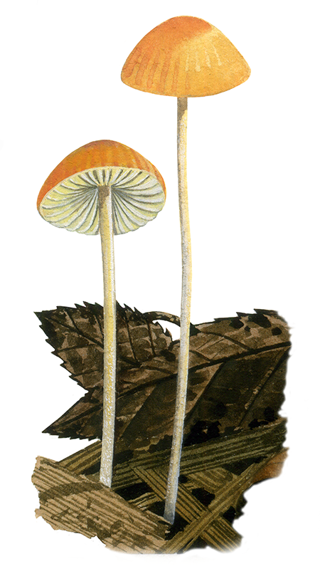 Mycena acicula (Orange Bonnet) FU0206