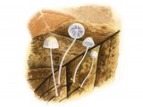 Mycena capillaris (Beechleaf Bonnet) FU001