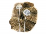 Mycena smithiana FU002