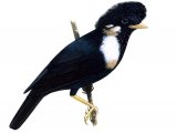 Helmeted Myna (Basilornis galeatus) BD039