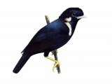 Sulawesi Crested Myna (Basilornis celebensis) BD086