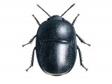 Negro Bug (Thyreocoris scarabaeoides) IN001