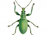 Nettle Weevil (Phyllobius pomaceus) IN002