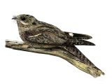 Nightjar Caprimulgus europaeus BD0374