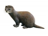 North American Mink (Mustela lutreola) M004