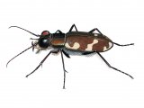 Northern Dune Tiger Beetle (Cicindela hybrida) IN001