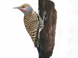 Northern Flicker (Colaptes auratus) BD040