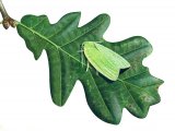 Oak Leaf Roller Moth (Tortrix viridana) IN001