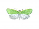 Oak Leaf Roller Moth (Tortrix viridana) IN002