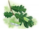 Oak Leaf Roller Moth (Tortrix viridana) IN004