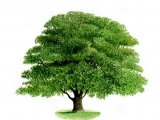 Oak Tree (Quercus robur) BT052