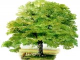 Oak Tree (Quercus robur) BT053