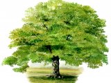 Oak Tree (Quercus robur) BT054