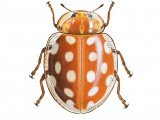 Orange Ladybird (Halyzia 16-guttata) IN001