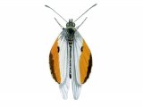Orange Tip (male) Anthocharis cardamines IN005
