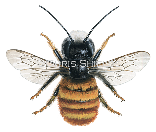 Orchard Bee (Osmia cornuta) male IN001