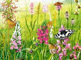 Orchid Meadow CG001