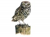 Little Owl in flight (Athene noctun) BD0531
