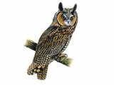 Long-eared Owl (Asio otus) BD0531