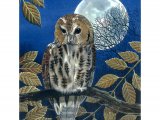 Tawn Owl (Strix aluco) BD0532