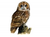 Tawn Owl (Strix aluco) BD0534