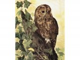 Tawn Owl (Strix aluco) BD0538