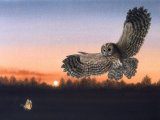 Tawn Owl (Strix aluco) BD0540
