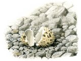 Oystercatcher hatched egg (Haematopus ostralegus) BD0222