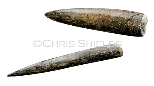 PF003 - Belemnite fossil Hibolithe