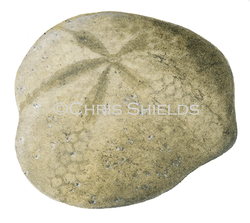 PF023 - Heart Urchin Fossil (Micraster)