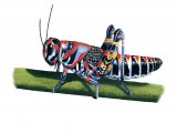 Painted Grasshopper (Dactylotum bicolor) IN002