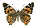 Painted Lady (Vanessa cardui) IN001