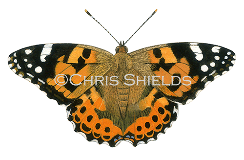 Painted Lady (Vanessa cardui) IN002
