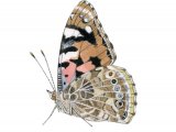 Painted Lady (Vanessa cardui) IN003