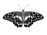 Mariposa del Muerte (Papilio demoleus) IN001