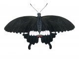 Common Mormon (Papilio polytes) IN001