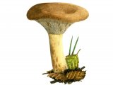 Paxillus involutus (Brown Rollrim) FU001