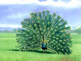 Peafowl (Pavo cristatus) BD042