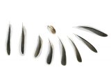Penduline tit feathers (Remiz pendulinus) BD0591