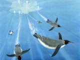 Emperor Penguin (Aptenodytes forsteri) BD043
