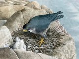 Peregrin falcon with chicks (Falco peregrinus) BD0546