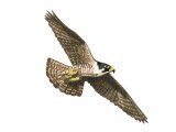 Peregrin falcon with chicks (Falco peregrinus) BD0547