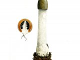 Phallus impudicus (Stinkhorn) FU001